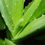 Aloe vera extract powder , Aloe Emodin,